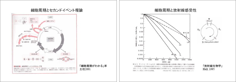 ECRR2003報告における新しい低線量被曝評価の考え方 p.31-32